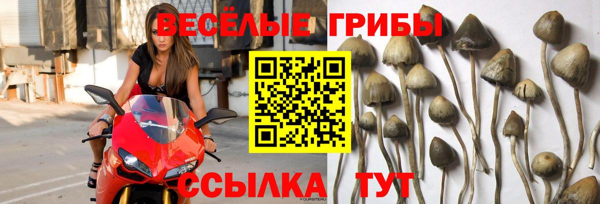 Галлюциногенные грибы Magic Shrooms Верхняя Пышма